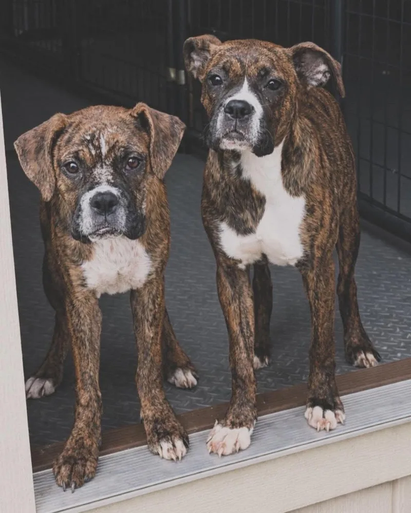 A baby large-sized female Boxer dog named Venus & Serena for adoption in Monticello, NY
