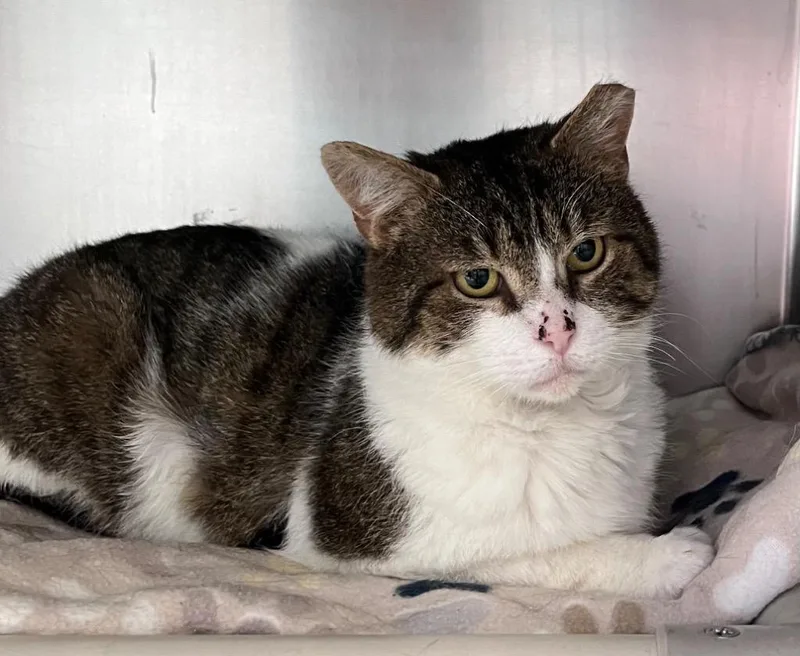 Ziggy Stardust thumbnail 2