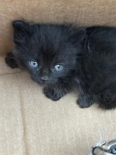 A baby medium-sized male Domestic Short Hair cat named Andy for adoption in Dallas, TX