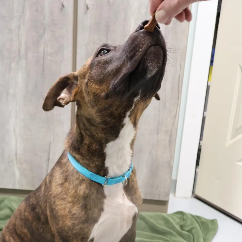 An adult medium-sized male Brindle Mixed Breed dog named Mikey for adoption in Saint Charles, MO