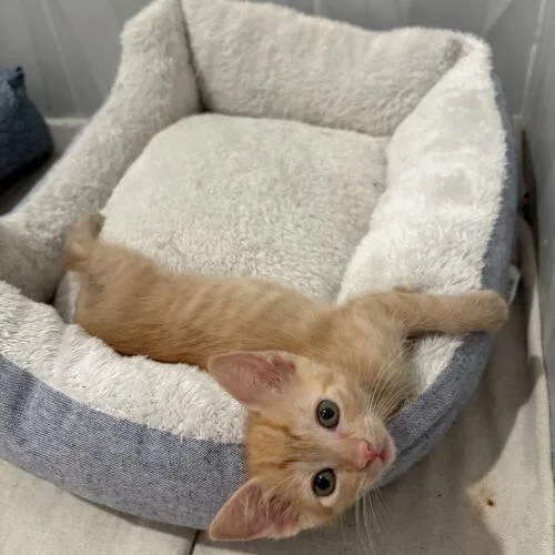 A baby small-sized male Domestic Short Hair cat named Christopher Robin for adoption in Tampa, FL