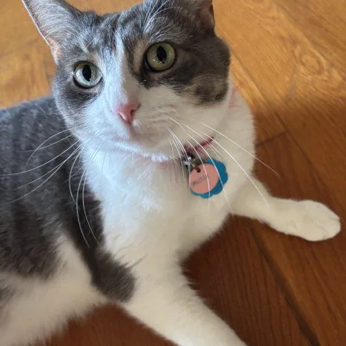 An adult large-sized female Gray & White Domestic Short Hair cat named Millie for adoption in Columbia, SC