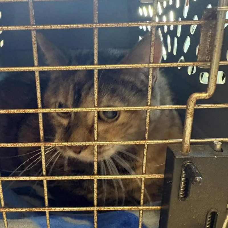 A senior large-sized female Tortoiseshell Domestic Short Hair cat named Midge for adoption in Gloucester, VA