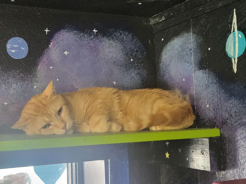 A young medium-sized male Orange / Red Domestic Short Hair cat named Alf for adoption in Iroquois, IL