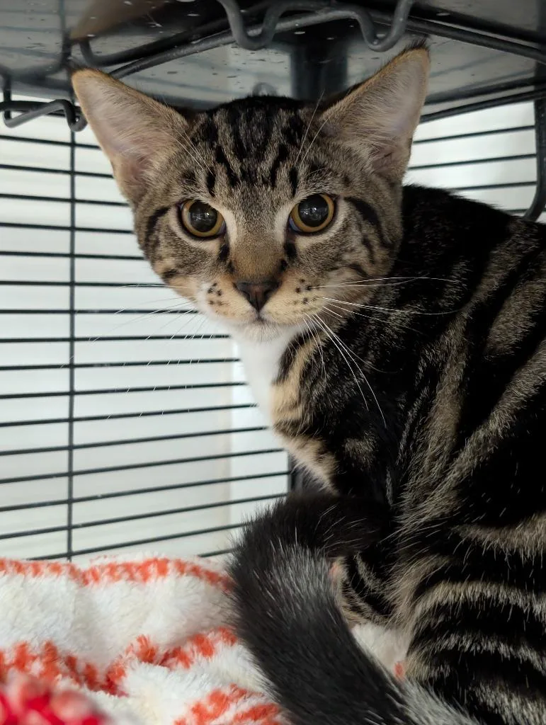 A baby medium-sized male Domestic Short Hair cat named Maytag for adoption in Shelton, WA