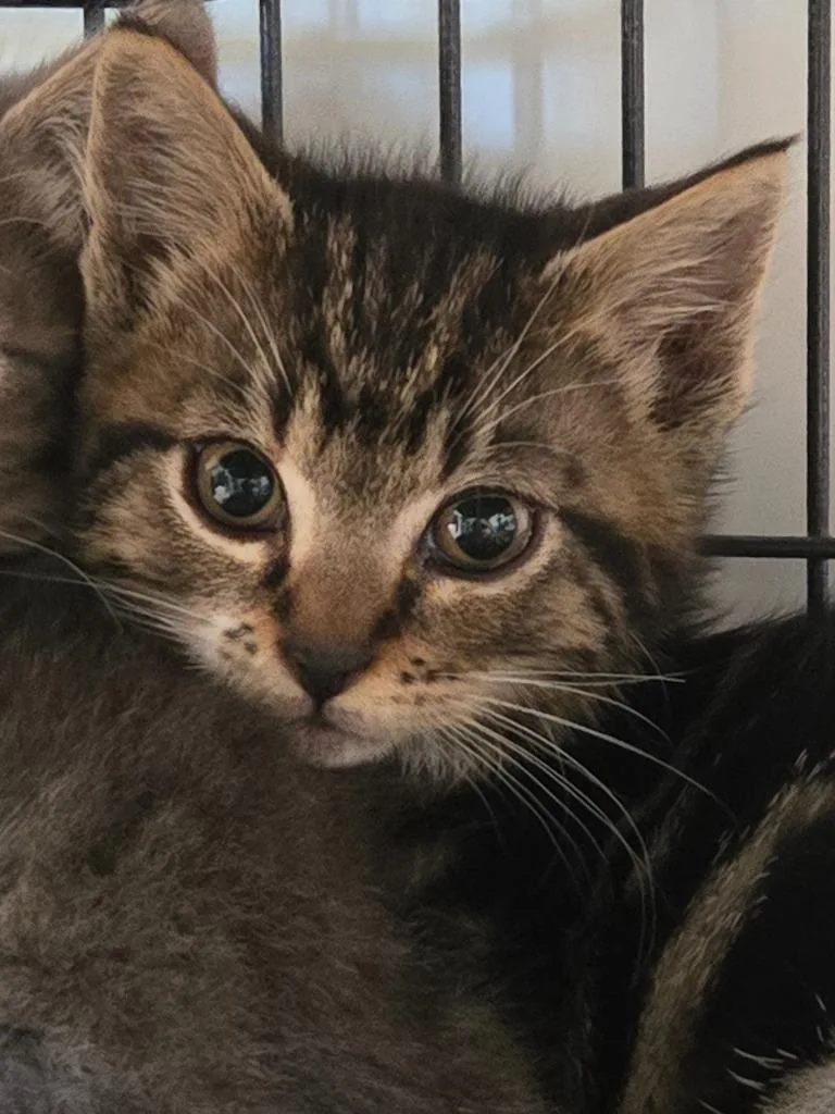 Maytag thumbnail 2