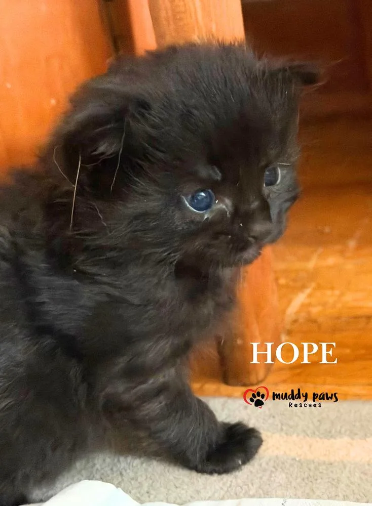 A baby small-sized female Black Domestic Short Hair cat named Storm Survivors: Hope for adoption in Council Bluffs, IA