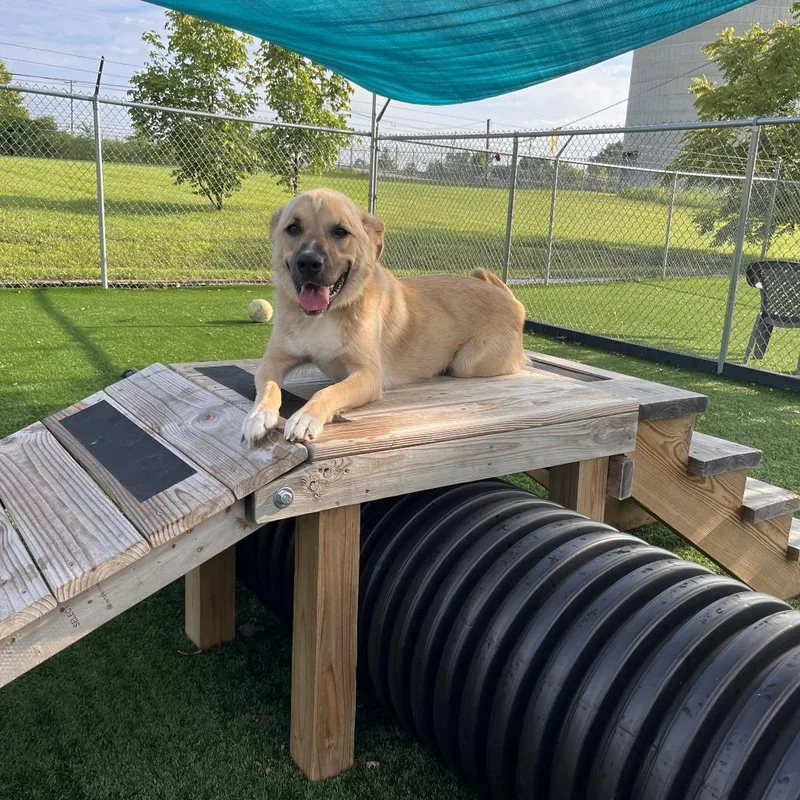 ArchieScottie thumbnail 3