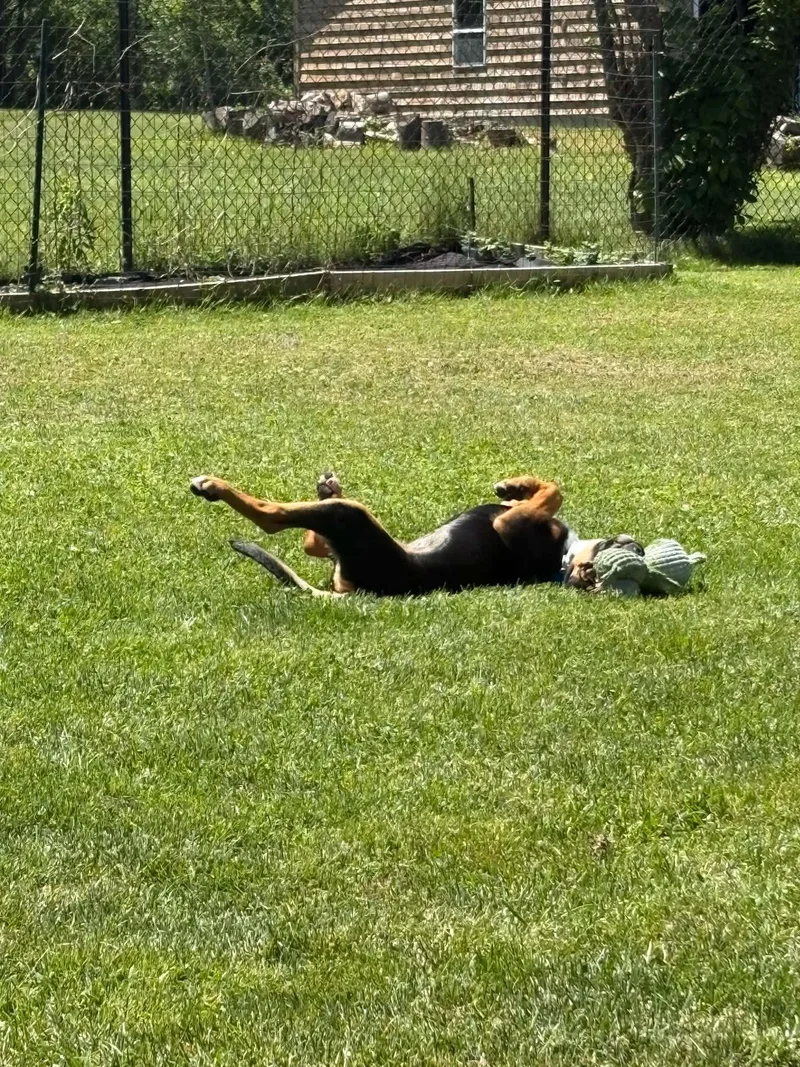 A young medium-sized female Hound dog named Lacie for adoption in Springville, NY