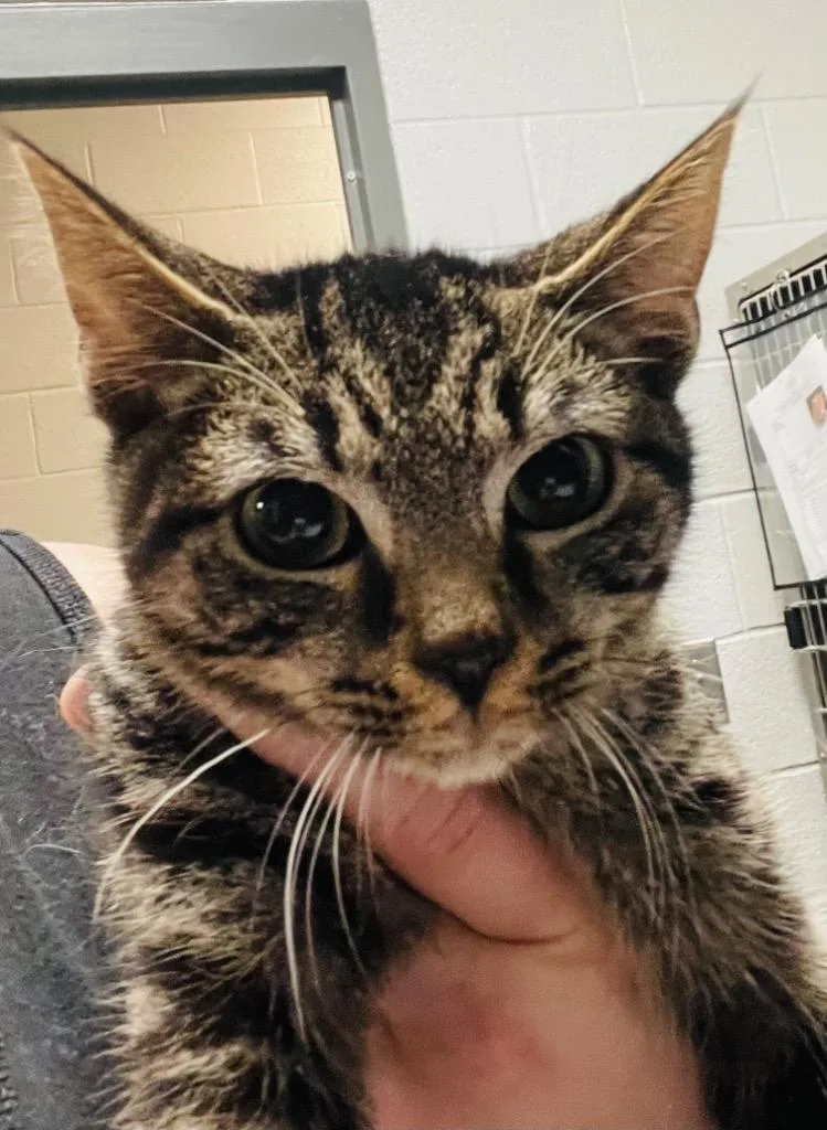 A baby medium-sized male Domestic Short Hair cat named George for adoption in Henderson, NC