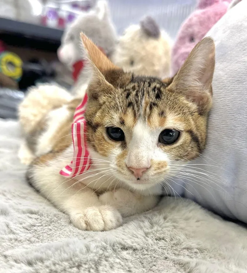 Mercedes thumbnail 3