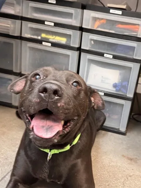 A young large-sized male Pit Bull Terrier dog named Lucky for adoption in Tucson, AZ