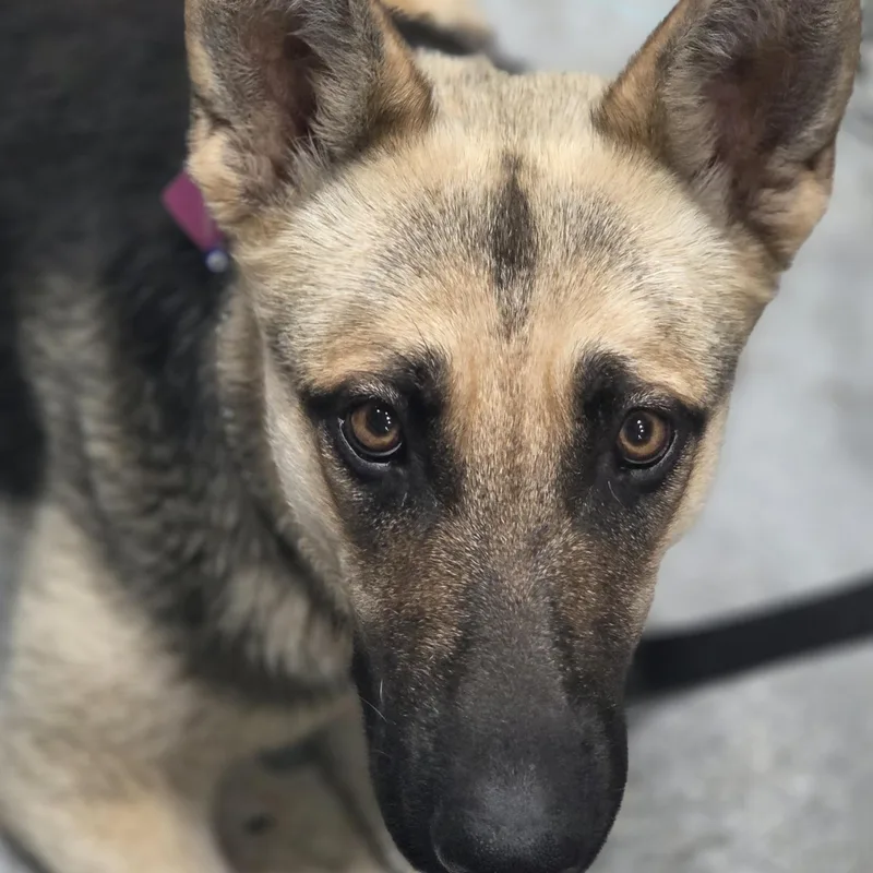 A baby large-sized female German Shepherd Dog dog named Baby Girl for adoption in New Orleans, LA