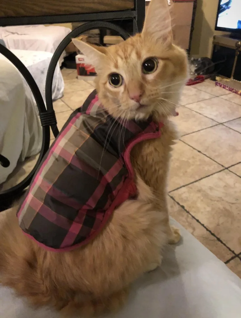 An adult large-sized male Domestic Long Hair cat named Petey & Joey for adoption in Dixon, CA