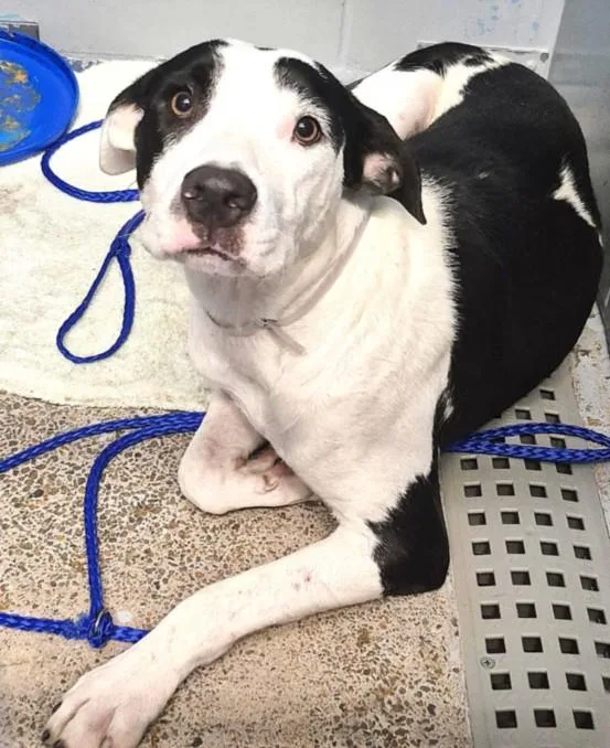 An adult large-sized female Staffordshire Bull Terrier dog named Edell for adoption in Houston, TX
