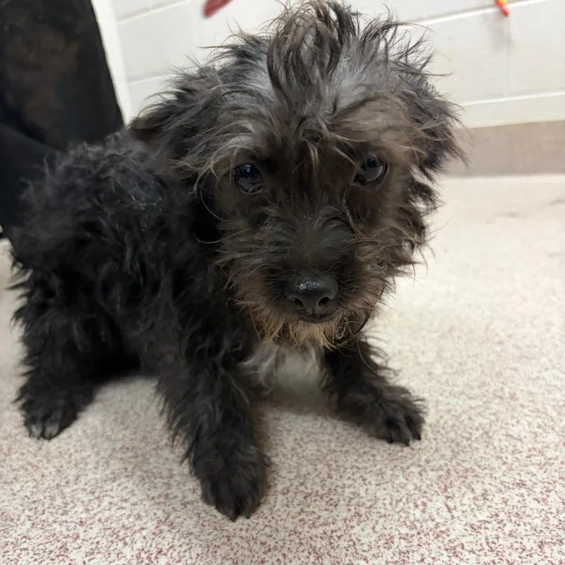 A young small-sized female Black Terrier dog named Mary for adoption in Ardmore, OK