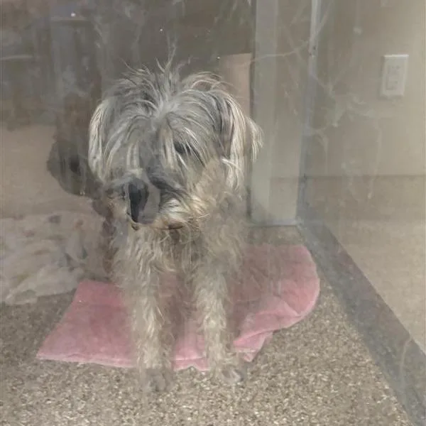 An adult small-sized male Gray / Blue / Silver Schnauzer dog named Wil Wheaton for adoption in Tempe, AZ