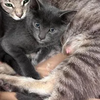A baby small-sized male Gray / Blue / Silver Domestic Short Hair cat named Moose for adoption in Bastrop, TX