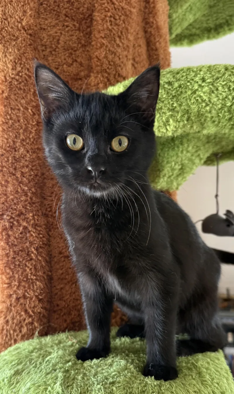 An adult medium-sized female Black Domestic Short Hair cat named Vera for adoption in Joliet, IL
