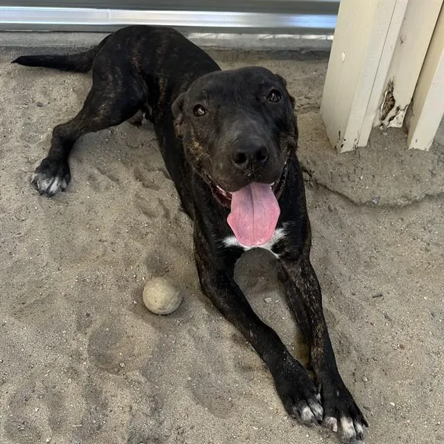 A young medium-sized female Pit Bull Terrier dog named Gemma for adoption in Riverside, CA