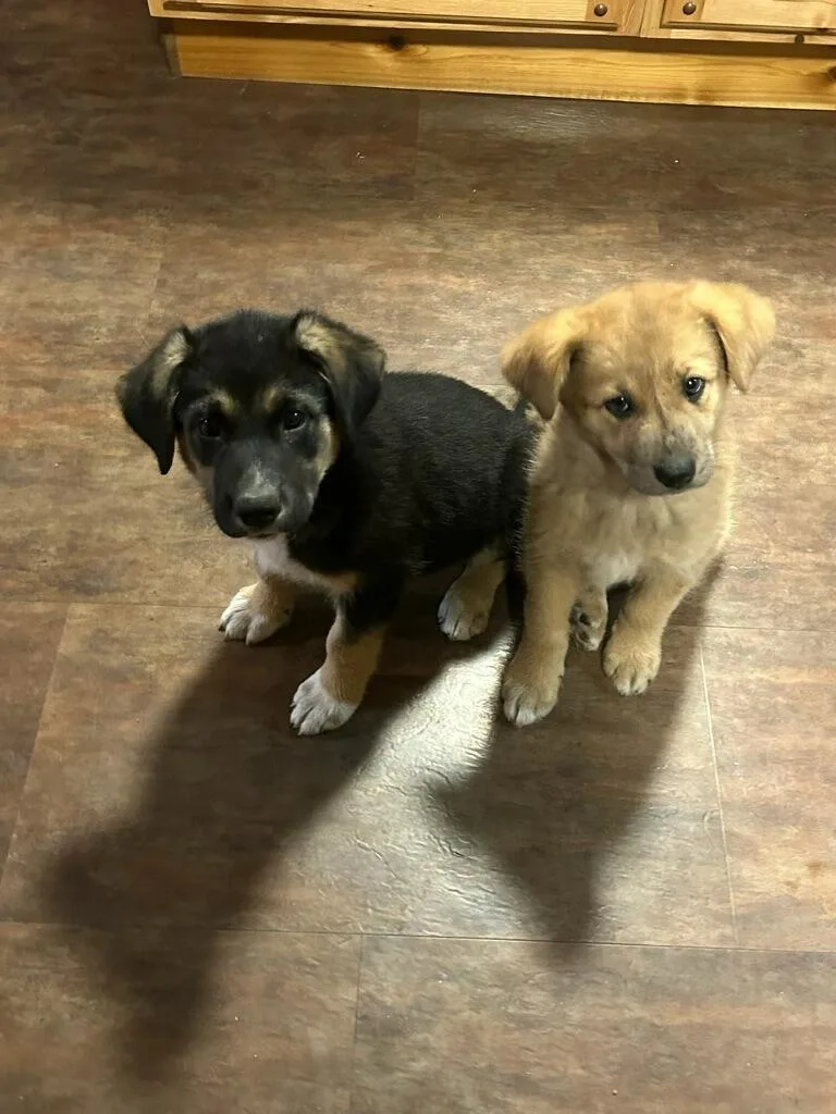 A baby large-sized female Apricot / Beige Mixed Breed dog named Truly for adoption in Polson, MT