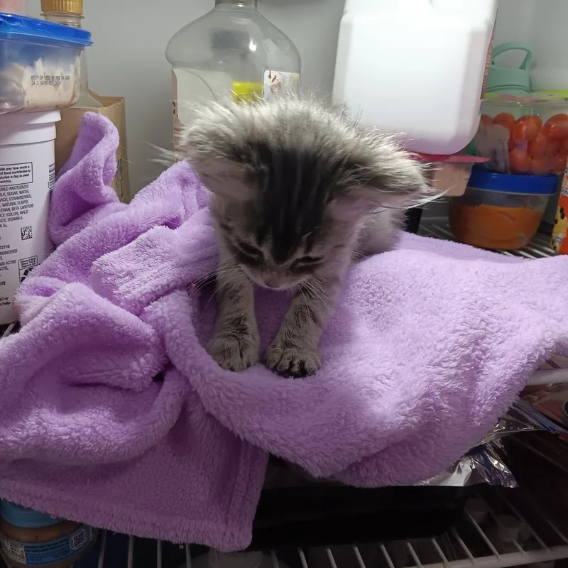 A young small-sized female Domestic Long Hair cat named Nubby McNubbins for adoption in Springfield, OH