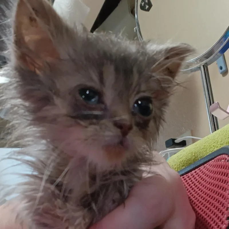 Nubby McNubbins thumbnail 4