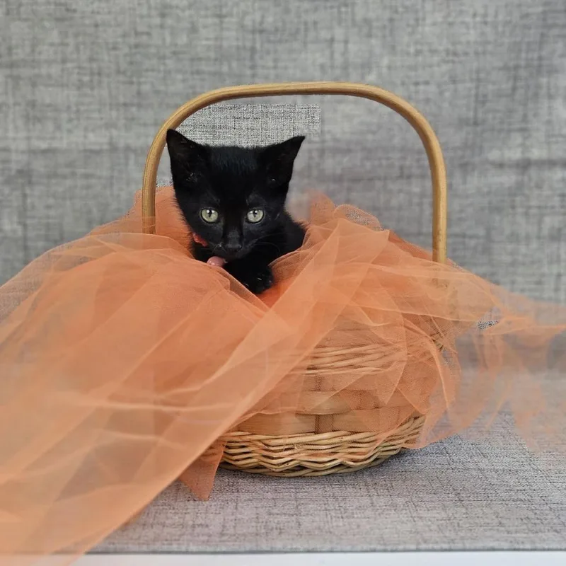 A baby small-sized female Black Domestic Short Hair cat named CinderC for adoption in East Saint Louis, IL
