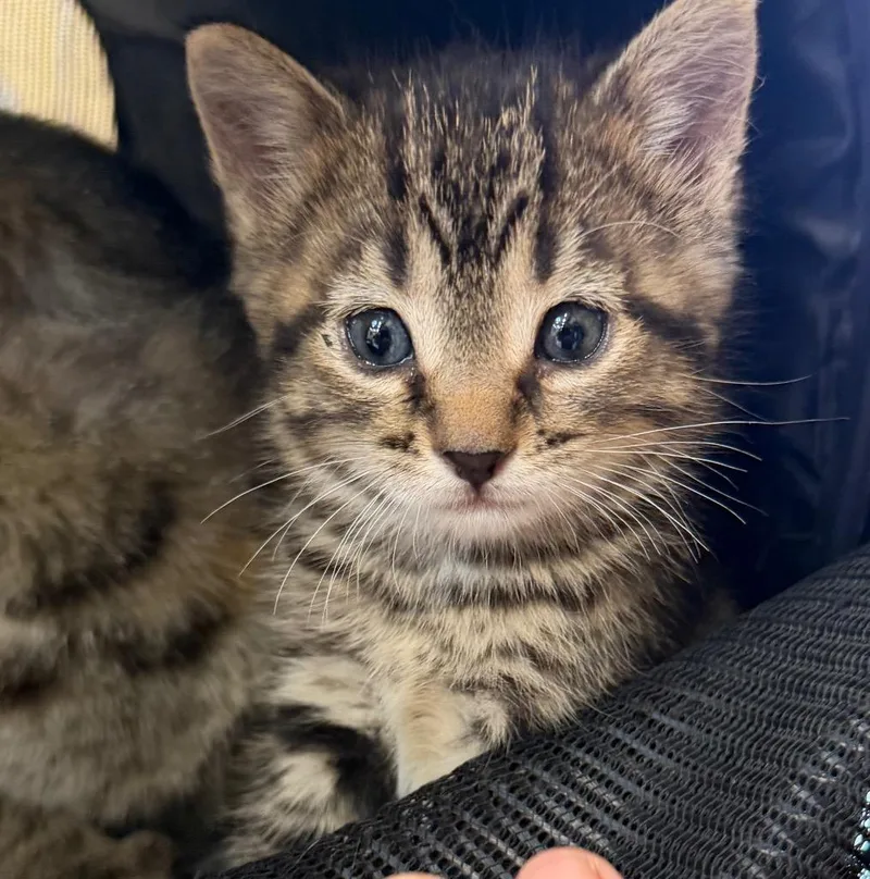 A baby small-sized female Domestic Short Hair cat named Junie for adoption in Columbia, IL