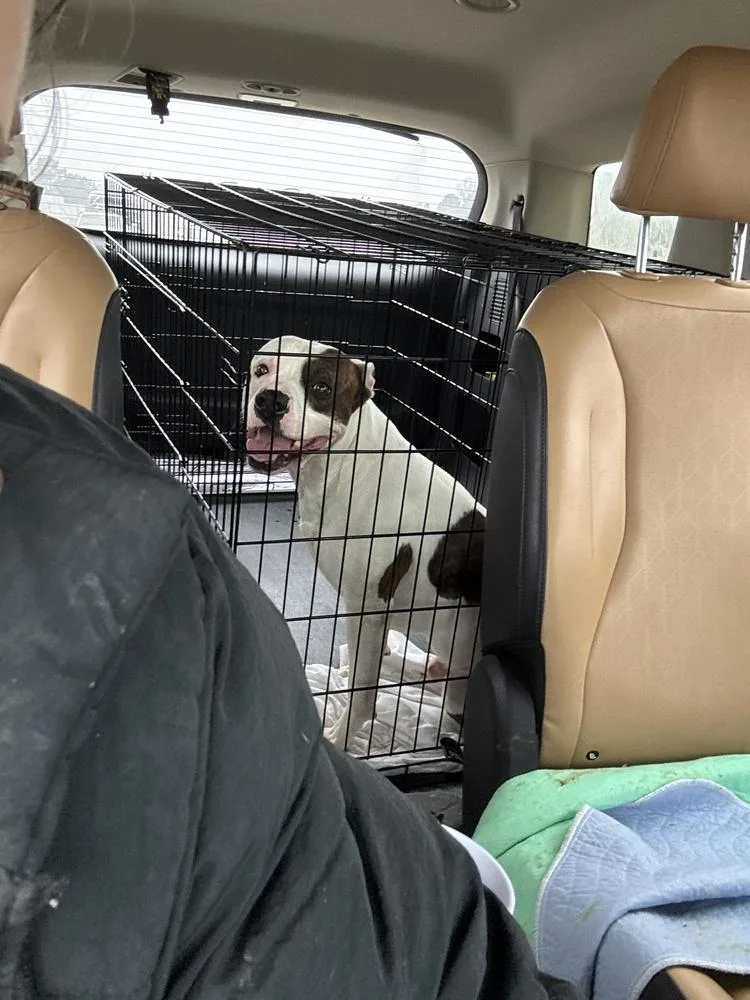 A young medium-sized male Tricolor (Brown, Black, & White) Mixed Breed dog named Asher for adoption in Clinton Township, MI