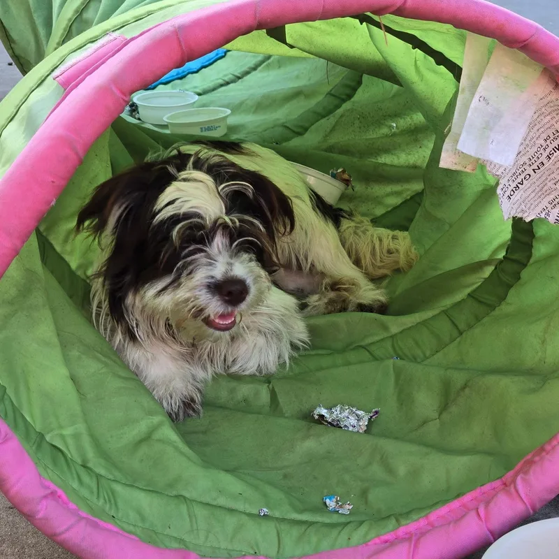 A baby small-sized female Terrier dog named Stella for adoption in Fullerton, CA