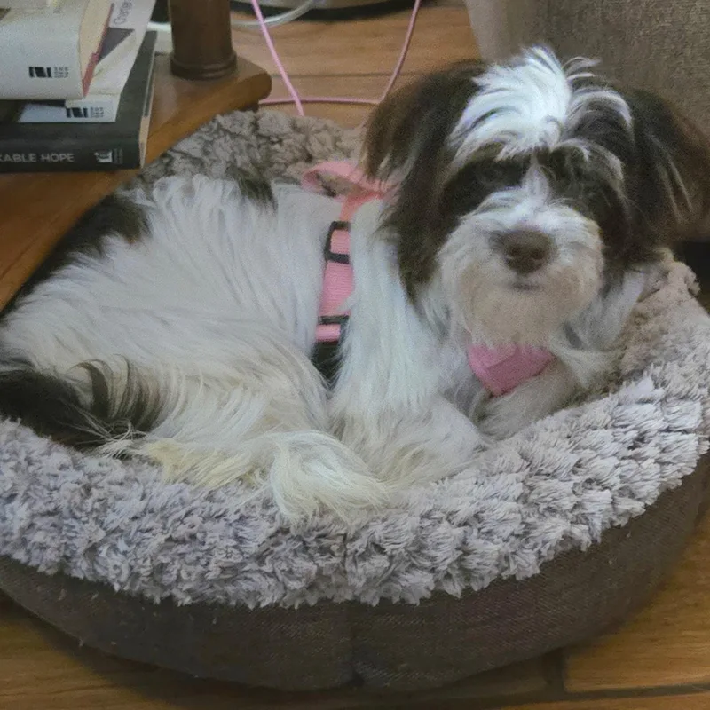 Stella thumbnail 2