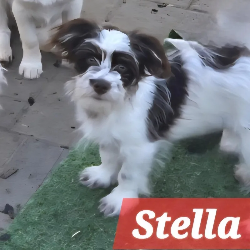Stella thumbnail 6
