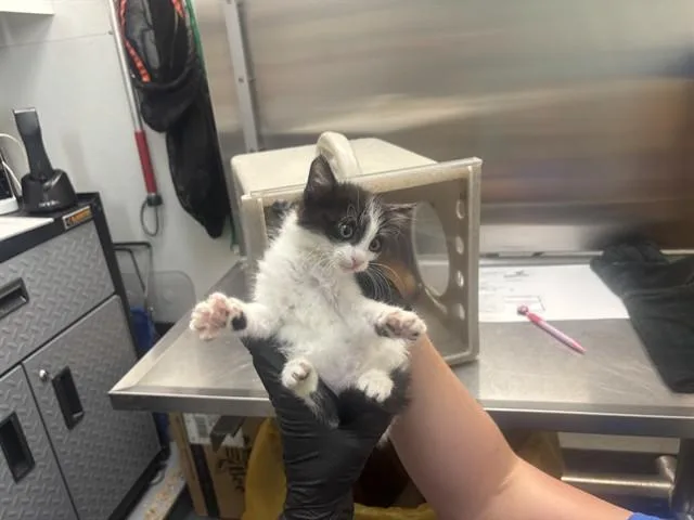 A baby small-sized female Domestic Medium Hair cat named Kimchi for adoption in Antioch, CA