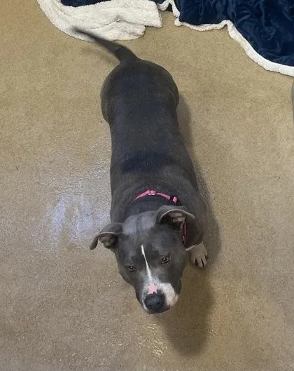 An adult medium-sized female Pit Bull Terrier dog named Ruby for adoption in Longmont, CO
