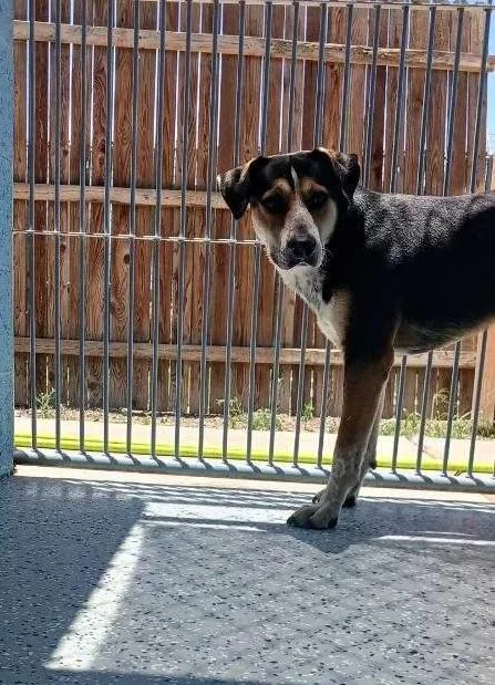 A young medium-sized male Black Cattle Dog dog named Chuca for adoption in Benson, AZ