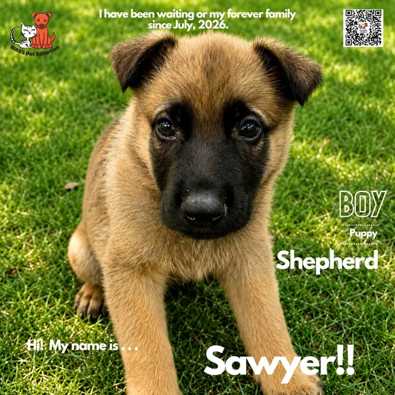 A baby small-sized male Yellow / Tan / Blond / Fawn Shepherd dog named Sawyer for adoption in Westminster, CA