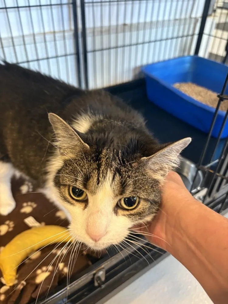 An adult large-sized female Gray & White Domestic Short Hair cat named Ziva for adoption in Southbury, CT