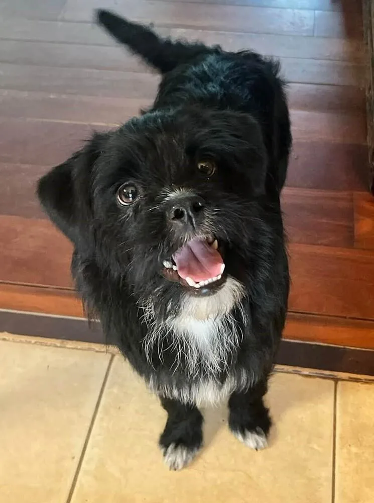 A young small-sized male Terrier dog named Harold for adoption in Acworth, GA