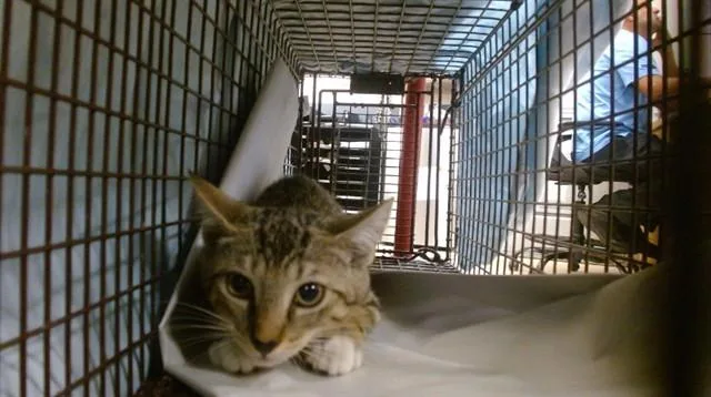 A baby small-sized female Domestic Short Hair cat named Tails for adoption in Miami, FL
