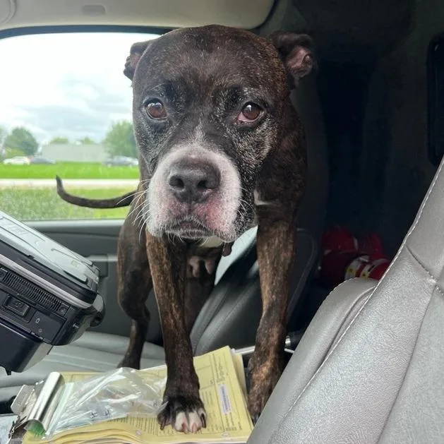 An adult medium-sized female Pit Bull Terrier dog named Cookie for adoption in Cedar Rapids, IA