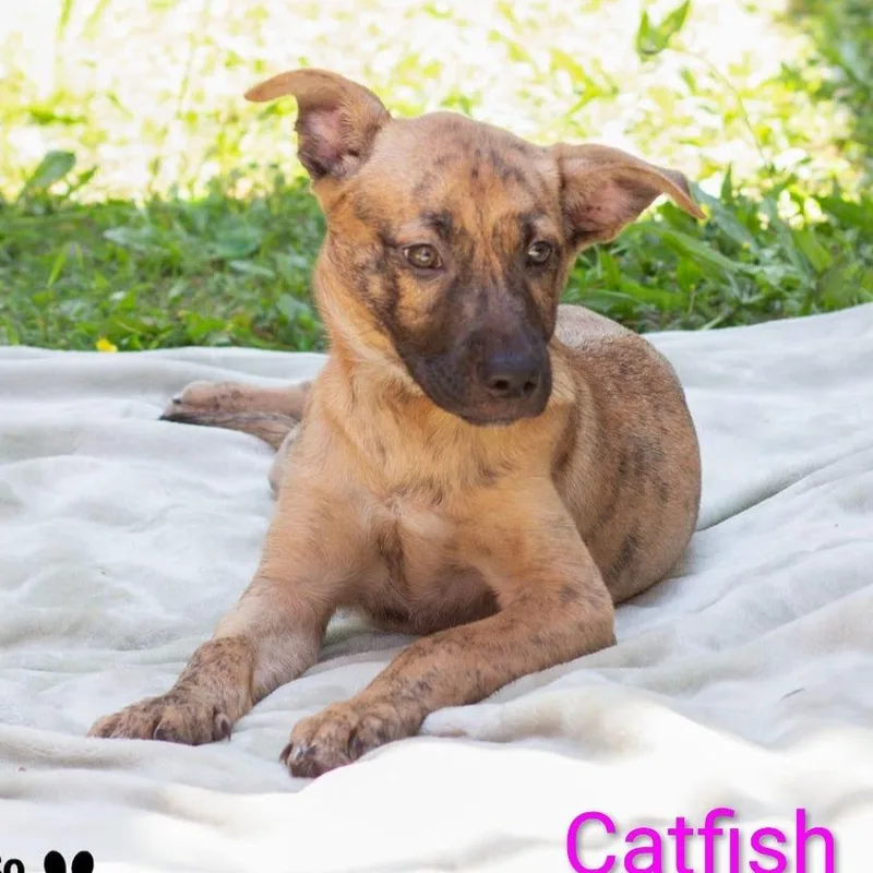 Catfish