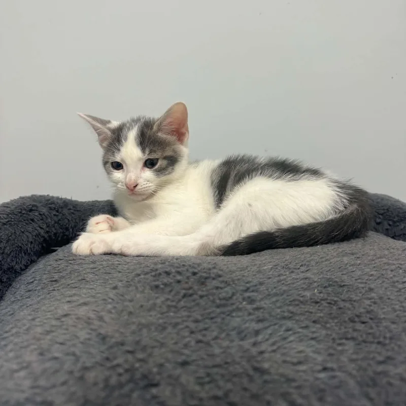 A baby small-sized female American Shorthair cat named Miata for adoption in Danbury, CT