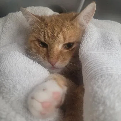 A baby medium-sized female Domestic Short Hair cat named Fishstick for adoption in Memphis, TN