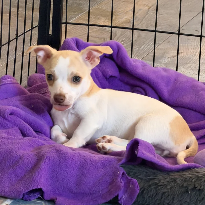 A baby small-sized female White / Cream Chihuahua dog named Faith for adoption in Alabaster, AL