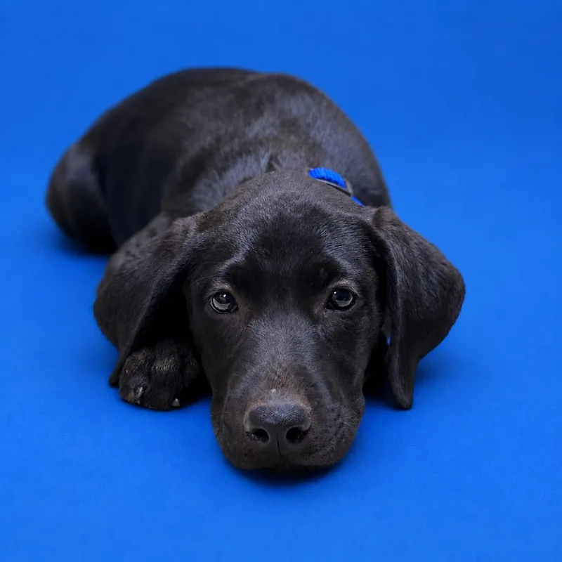 A baby small-sized female Black Doberman Pinscher dog named Jazzel for adoption in Riverside, CA