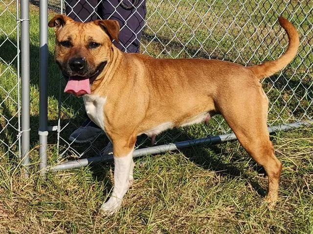 An adult large-sized female Labrador Retriever dog named Tt for adoption in Brunswick, GA