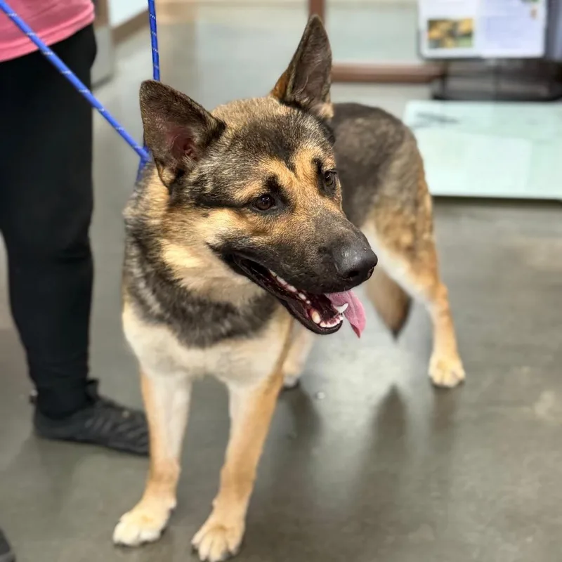 An adult large-sized male German Shepherd Dog dog named Pablo for adoption in Idaho Falls, ID