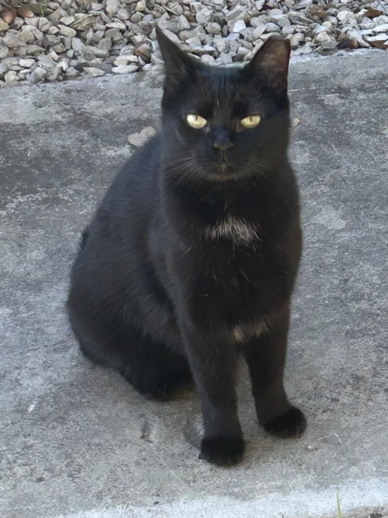 Tomasina thumbnail 2