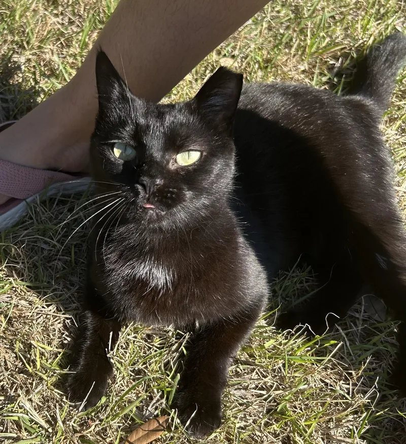 Tomasina thumbnail 3